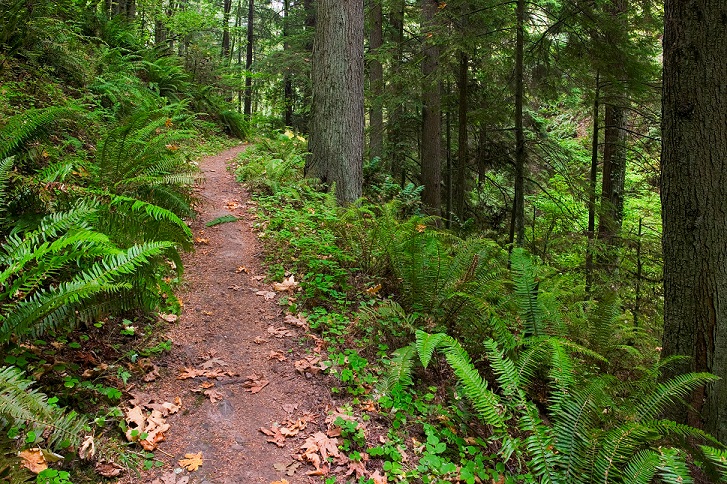 Maple Trail, Forest Park, Portland, Oregon, USA